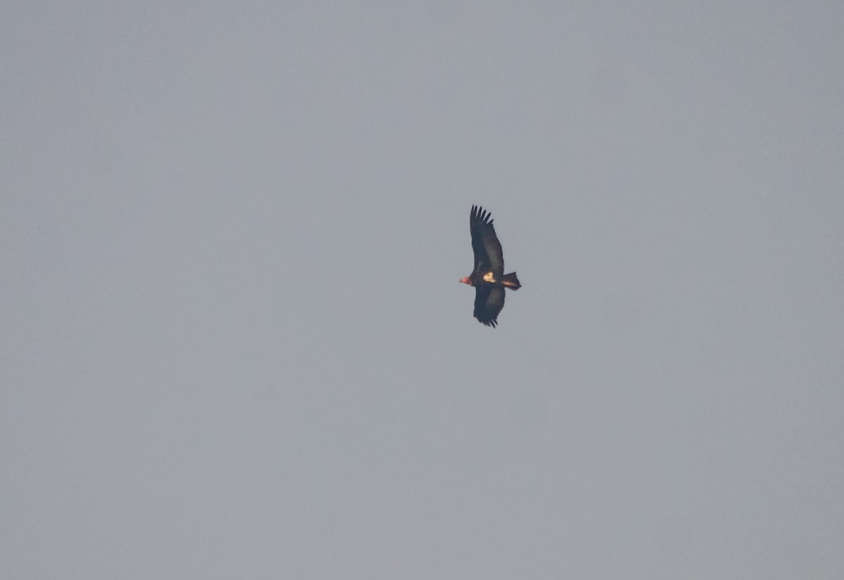 Red-headed Vulture - ML617347700