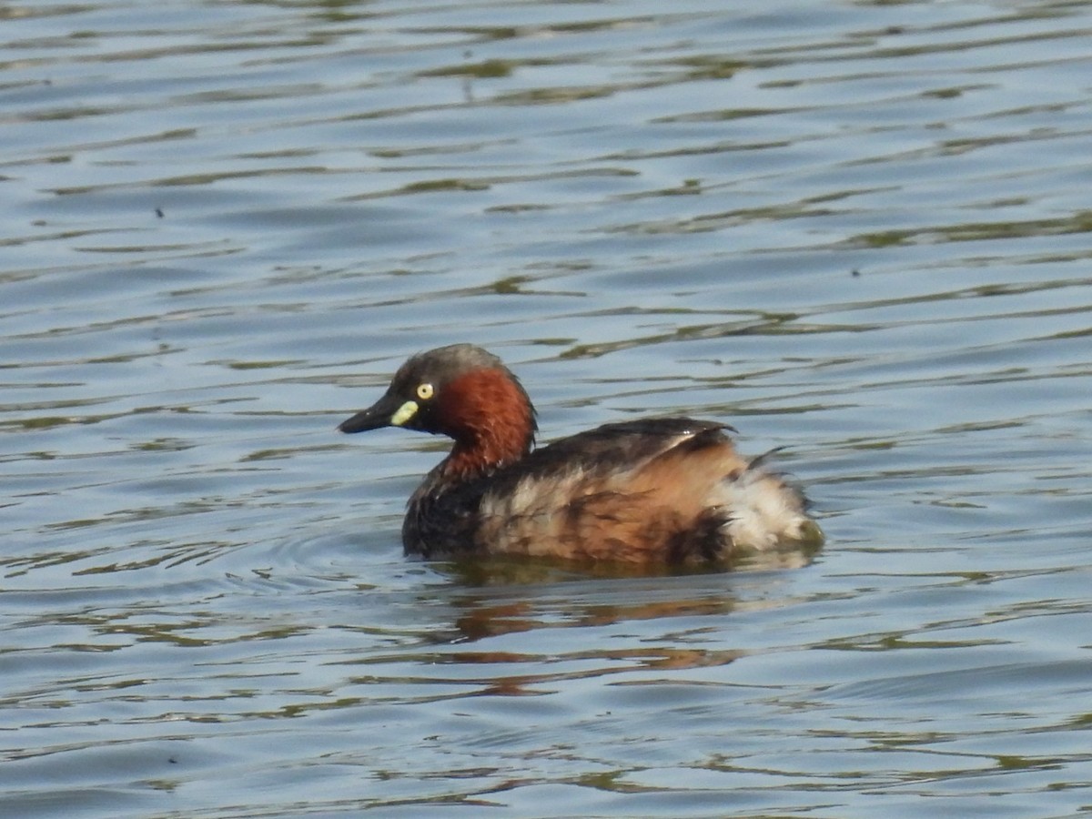 Little Grebe - ML617347735