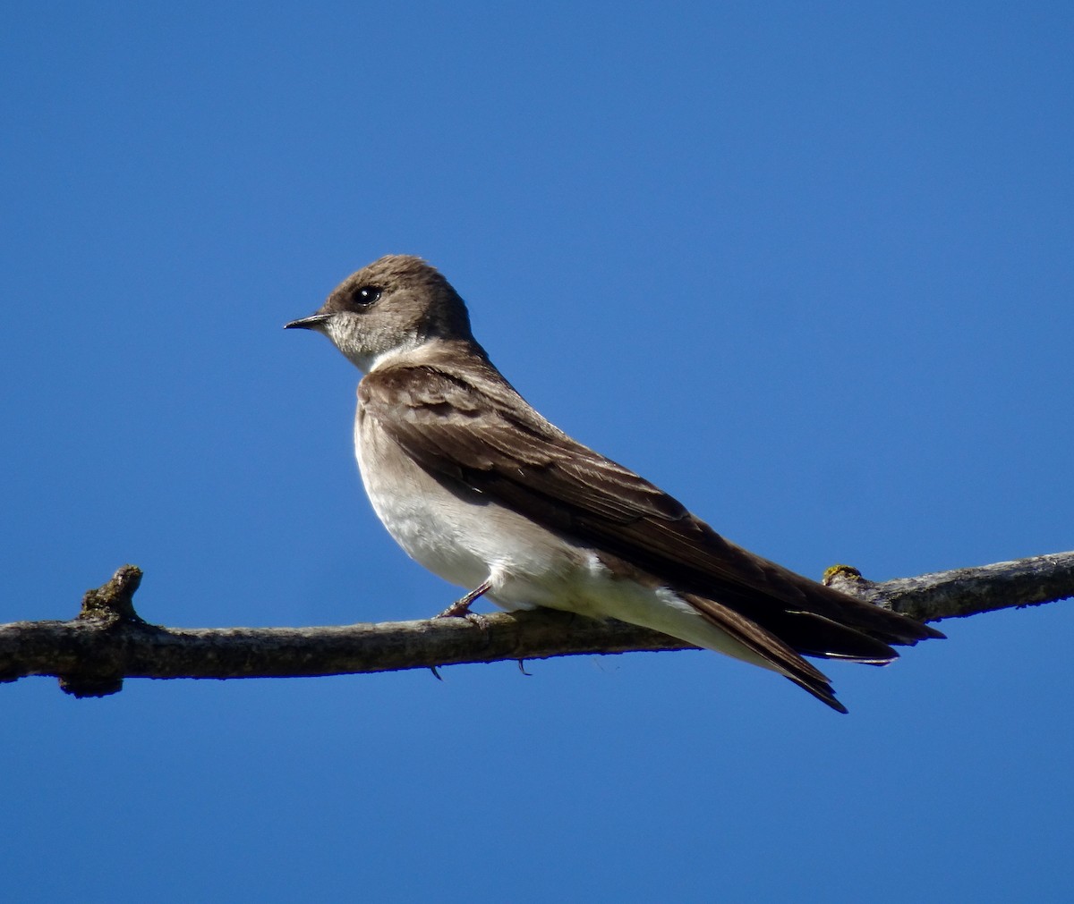 Northern Rough-winged Swallow - ML617347736