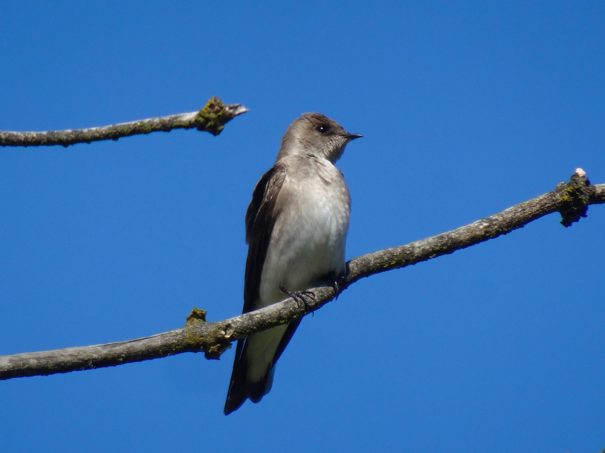 Hirondelle à ailes hérissées - ML617347737