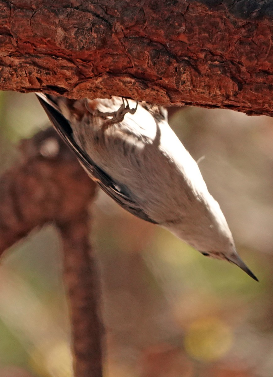 White-breasted Nuthatch - ML617347787