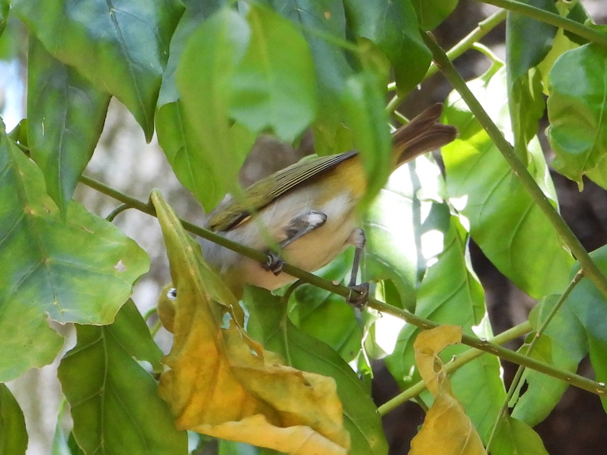 Ashy-bellied White-eye - ML617347788