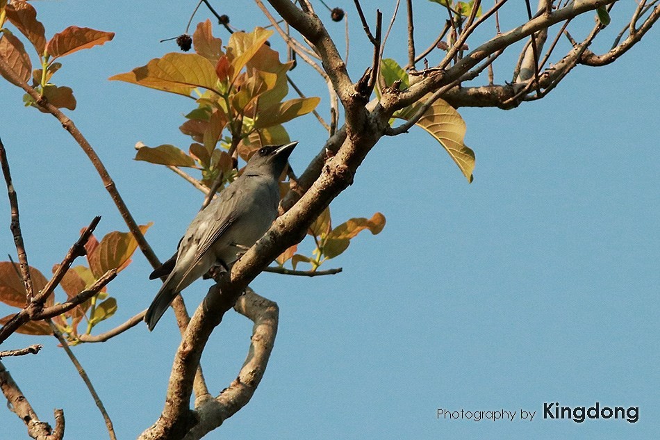 Large Cuckooshrike - Phakawat Kittikhunodom