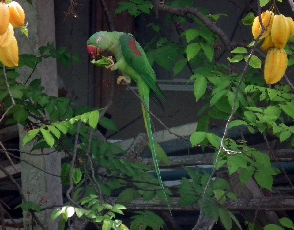 Alexandrine/Rose-ringed Parakeet - ML617347799