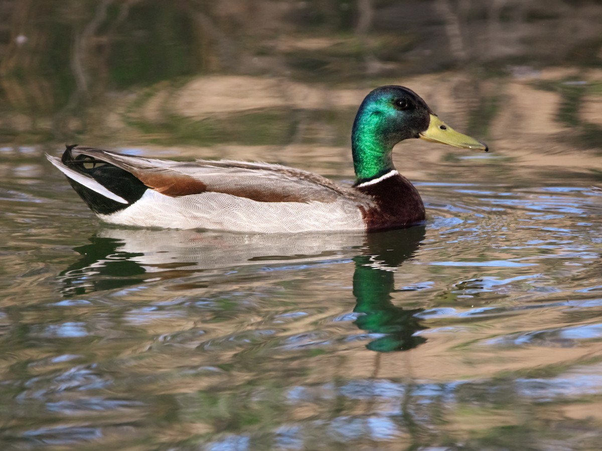 Mallard - Jeremy Busby