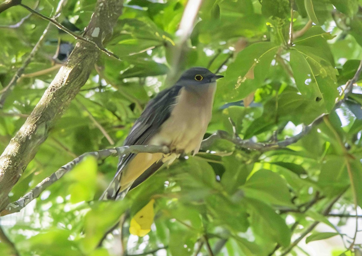 Fan-tailed Cuckoo - ML617347838