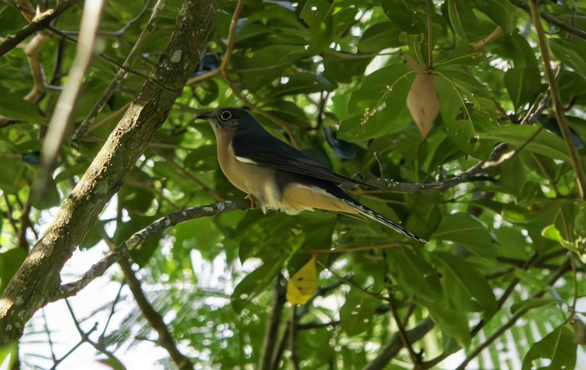 Fan-tailed Cuckoo - ML617347839