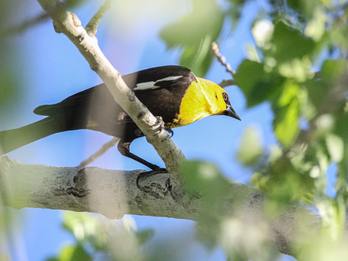 Yellow-headed Blackbird - ML617347894