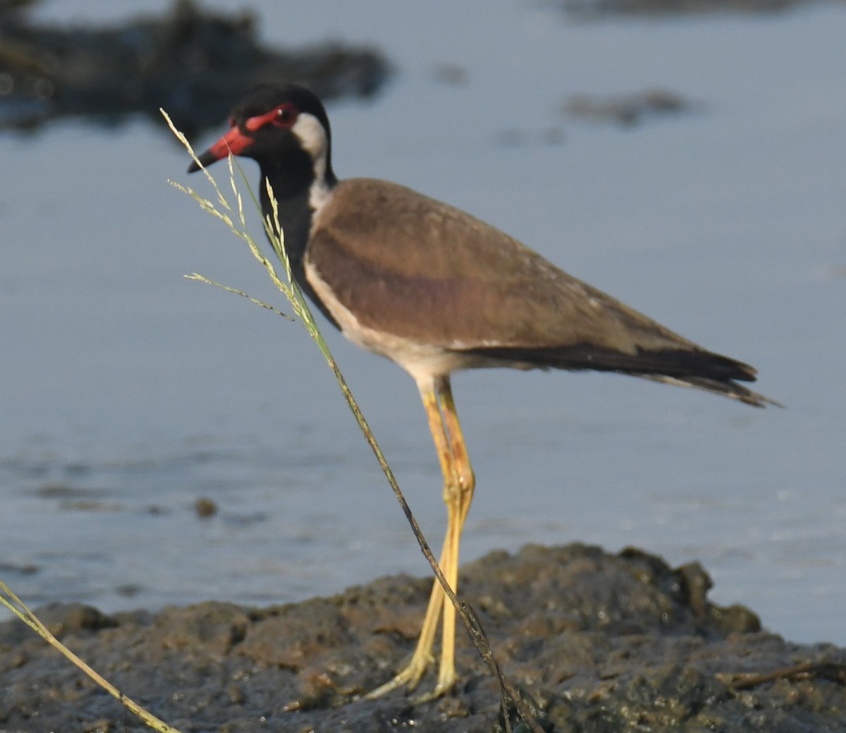 Red-wattled Lapwing - ML617347925