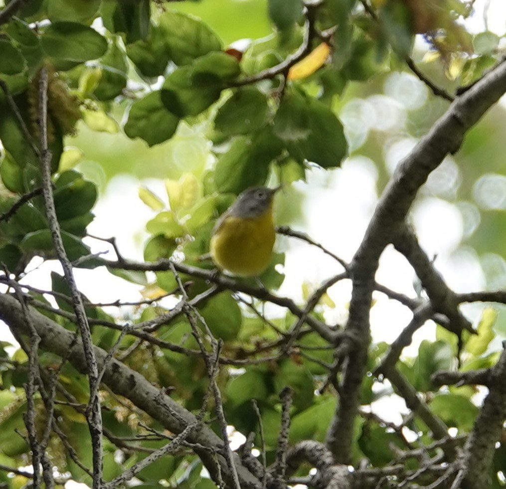Nashville Warbler - ML617347983
