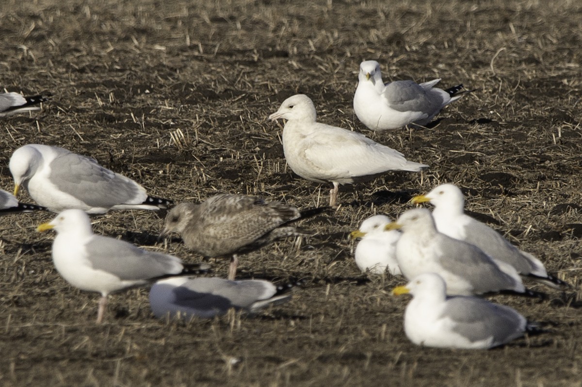 Glaucous Gull - ML617348025