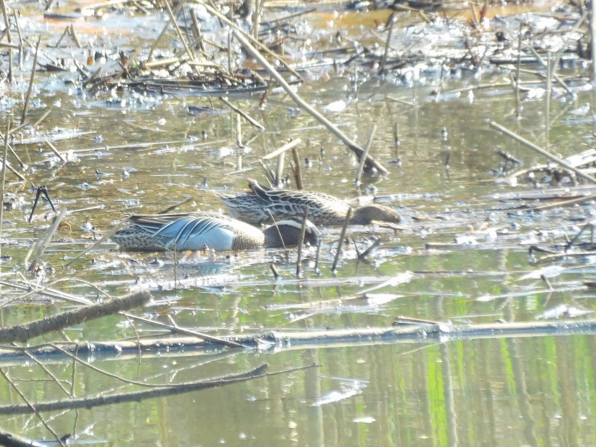 Garganey - ML617348049