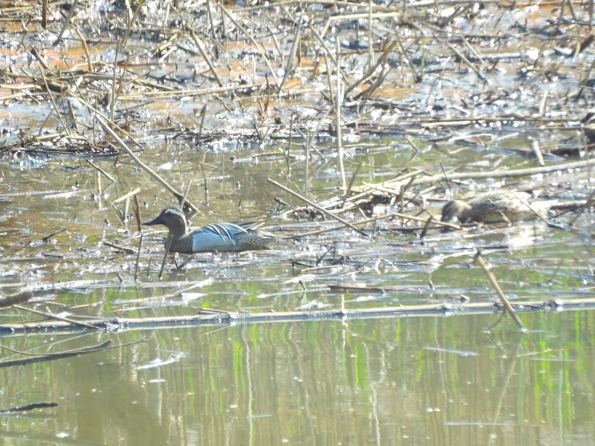 Garganey - ML617348054