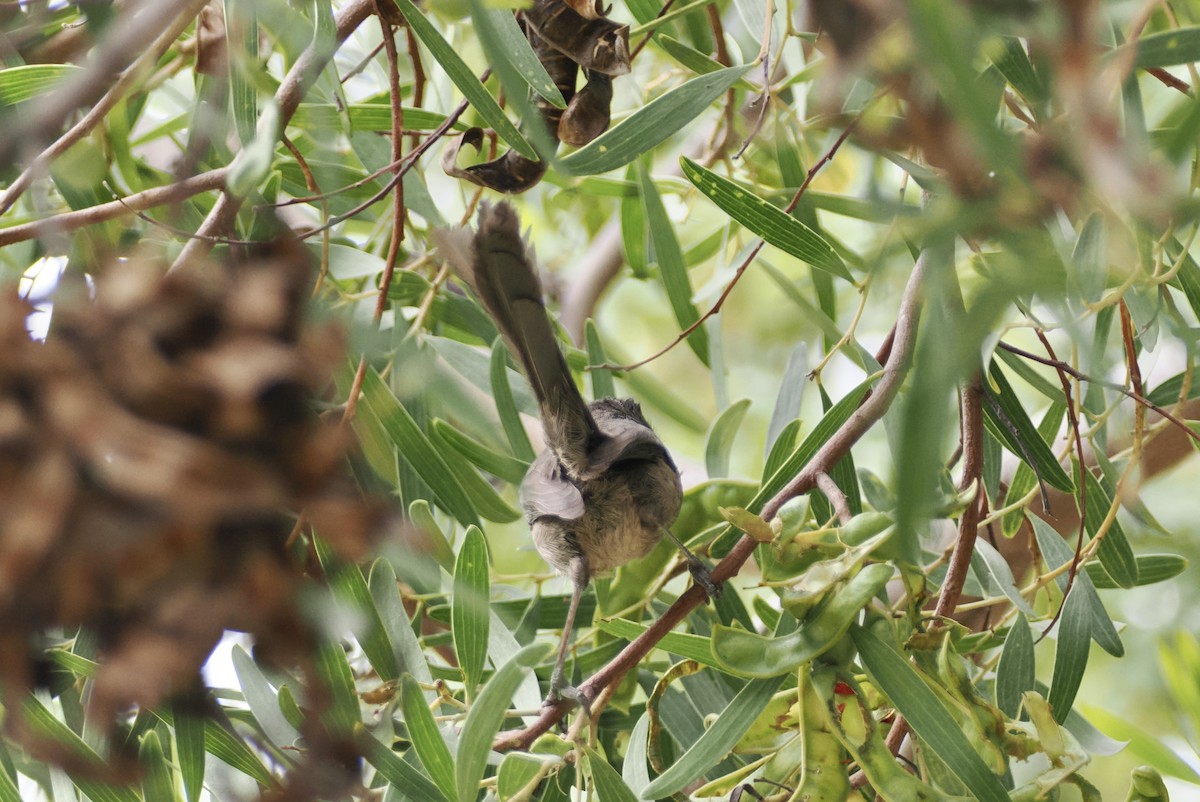 Bushtit - ML617348103