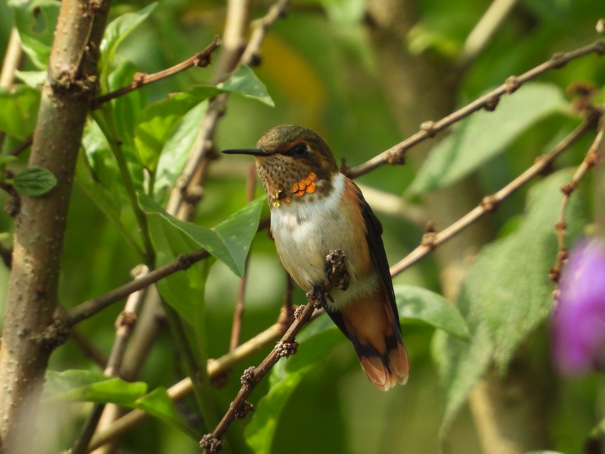 Scintillant Hummingbird - ML617348175