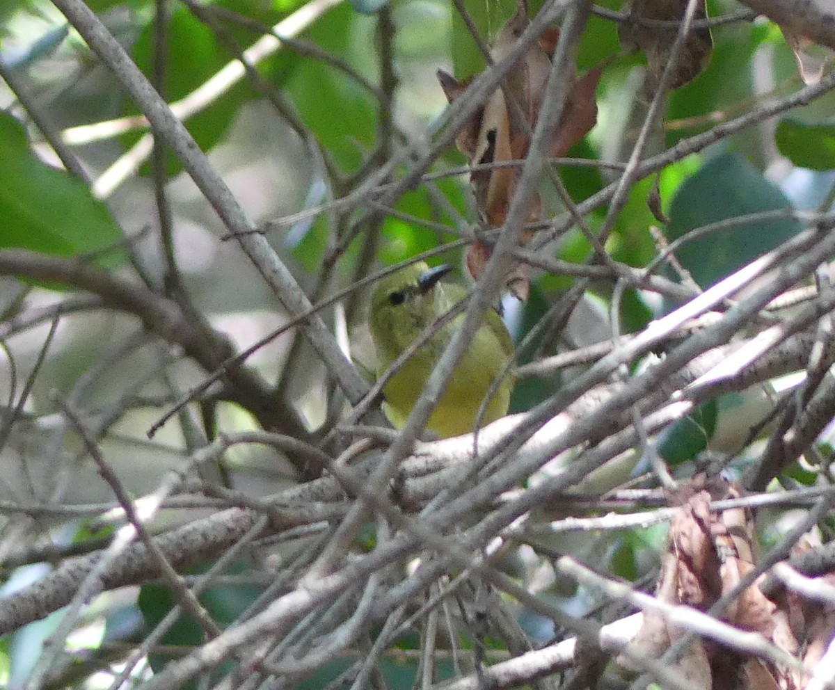 Plain-backed Sunbird - ML617348186