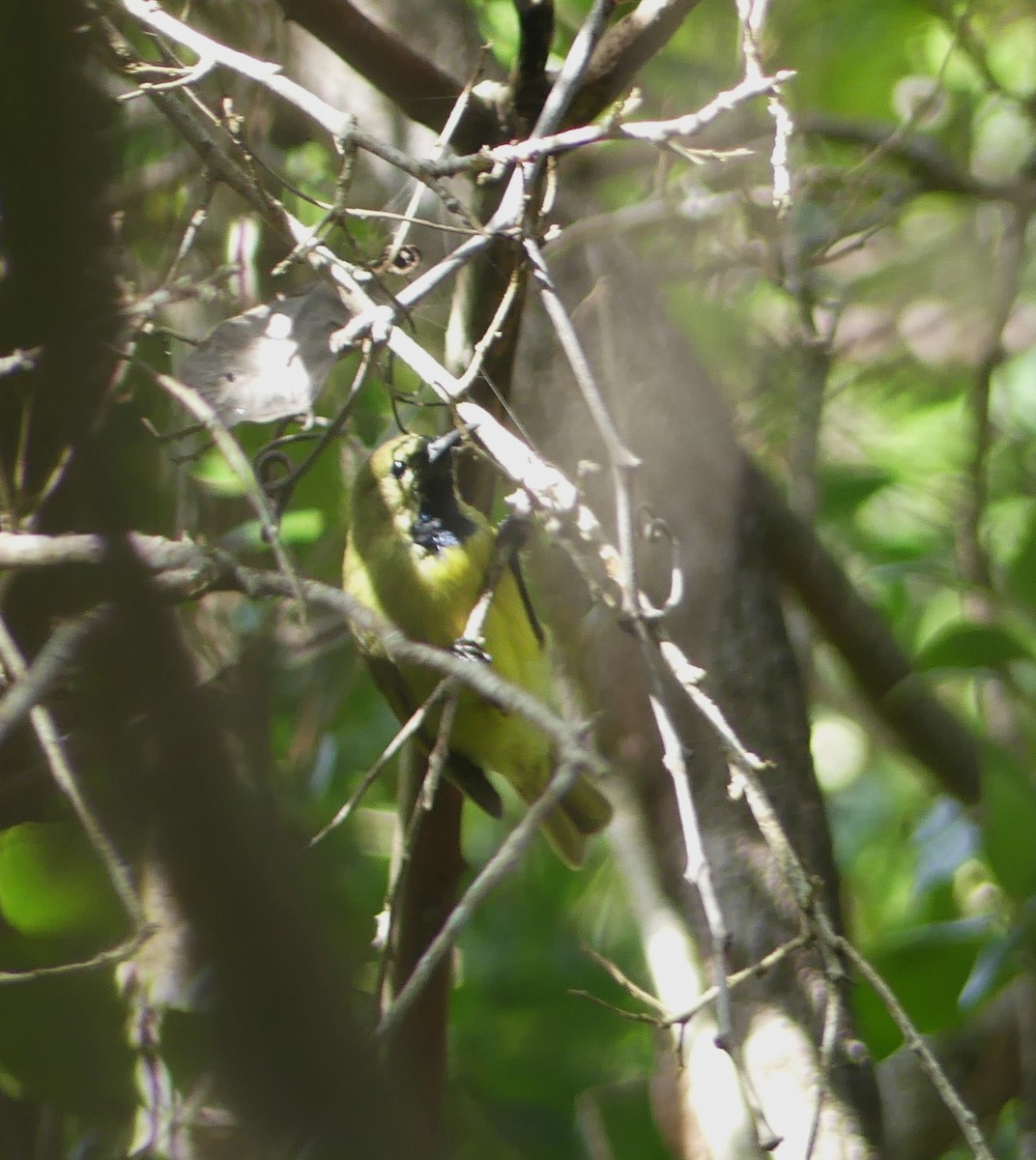 Plain-backed Sunbird - ML617348188