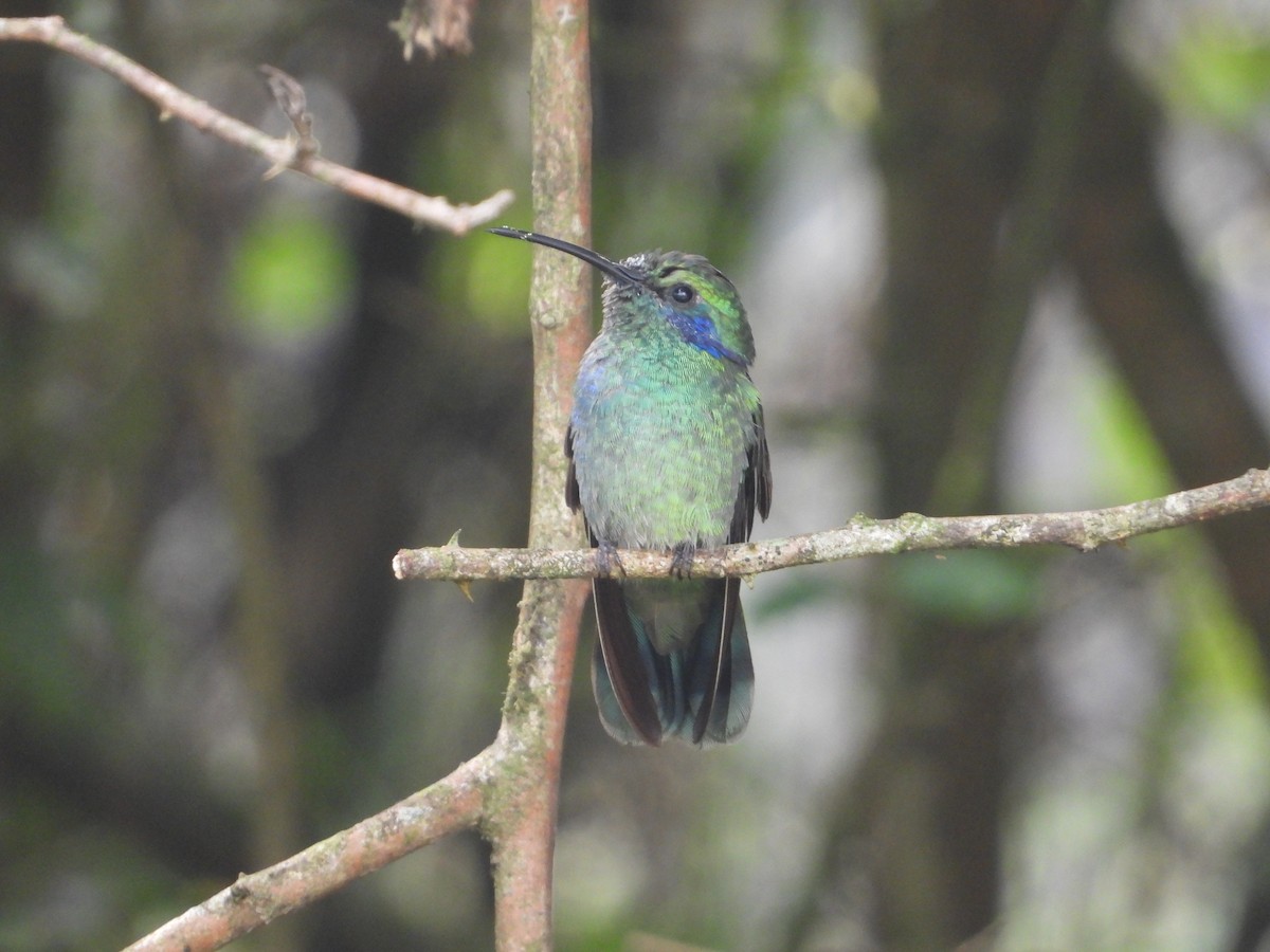 Lesser Violetear - ML617348223