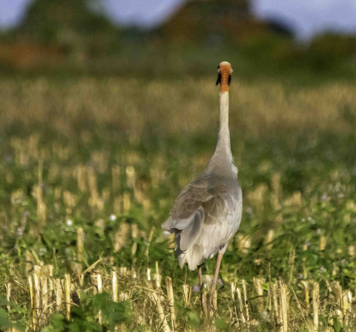 Sarus Crane - ML617348230