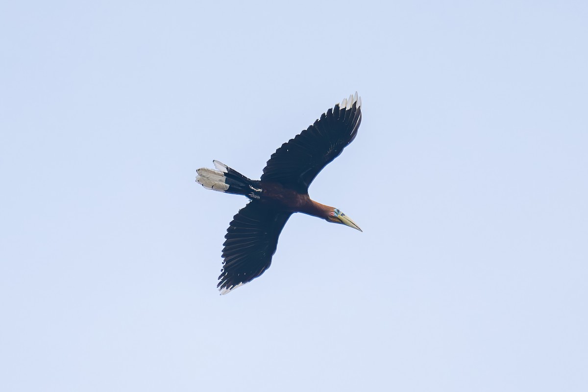 Rufous-necked Hornbill - ML617348233