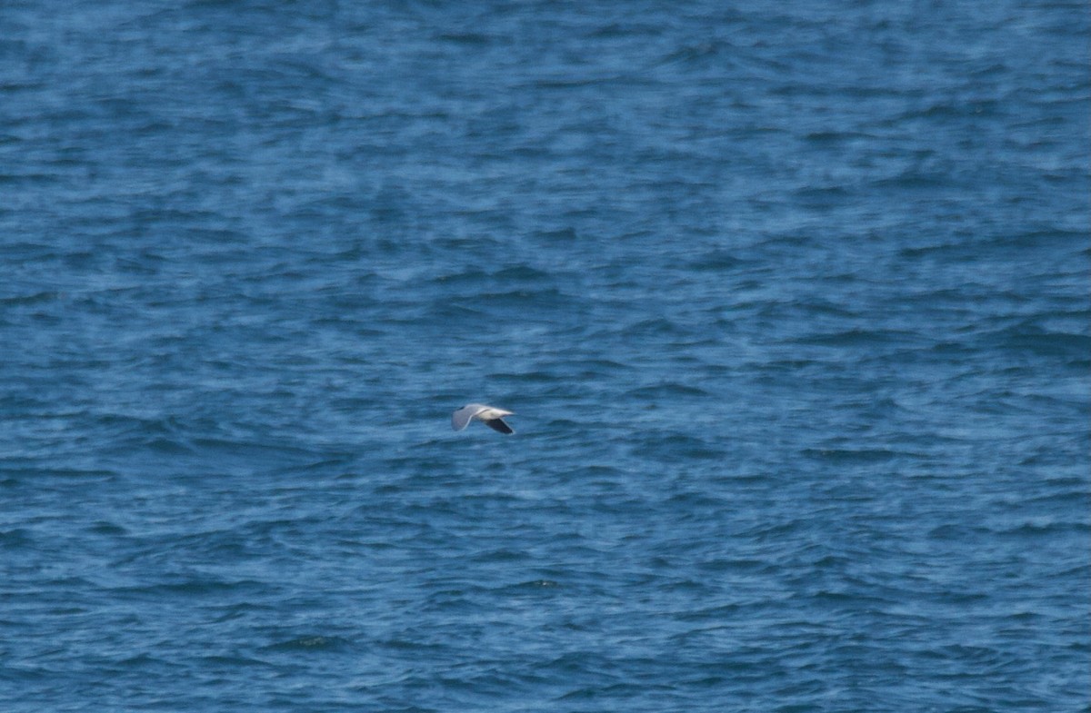 Mouette pygmée - ML617348249