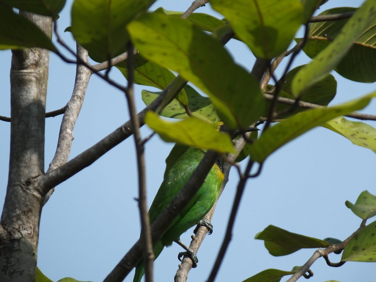 Golden-fronted Leafbird - ML617348284