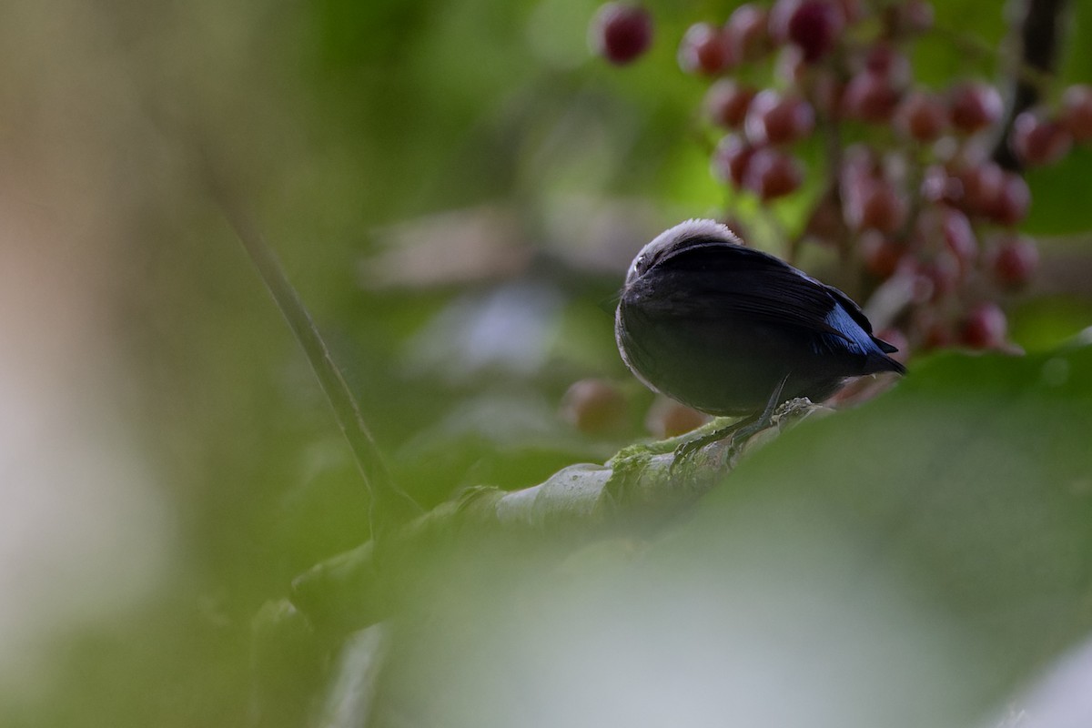 Blue-rumped Manakin - Michael Todd