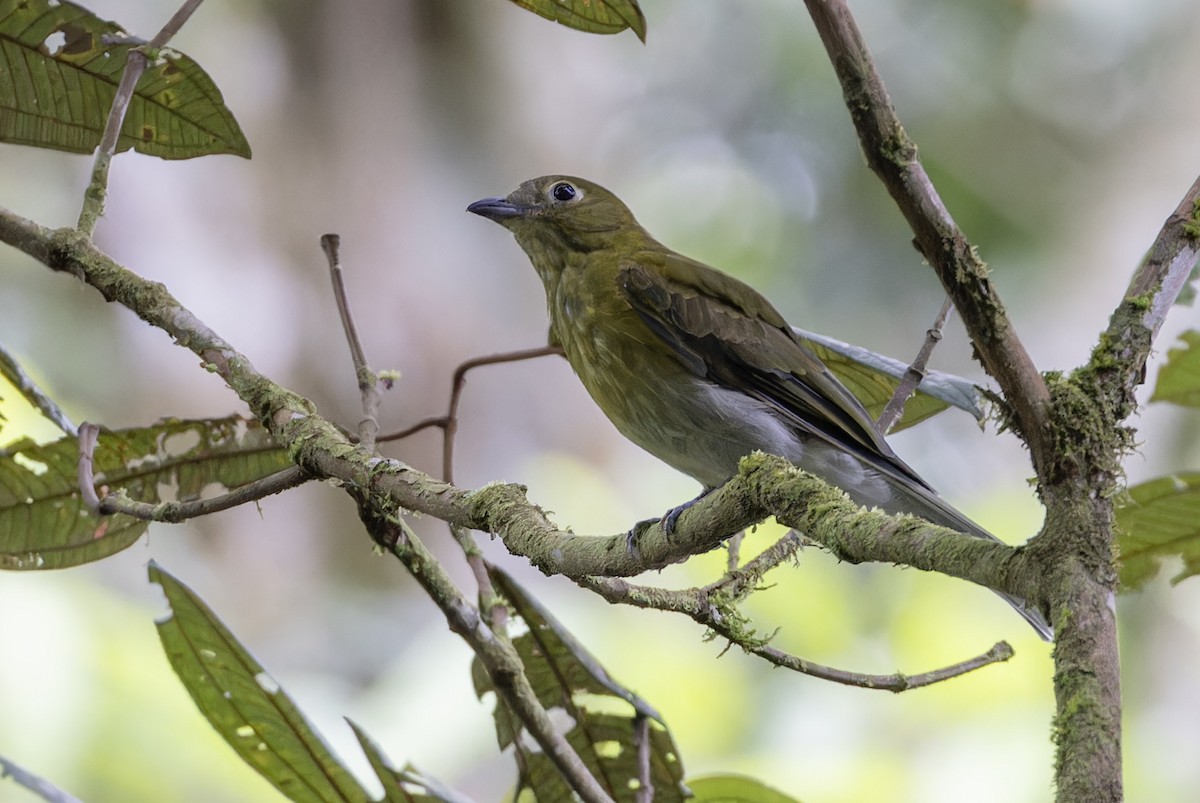 Cotinga à queue grise - ML617348304