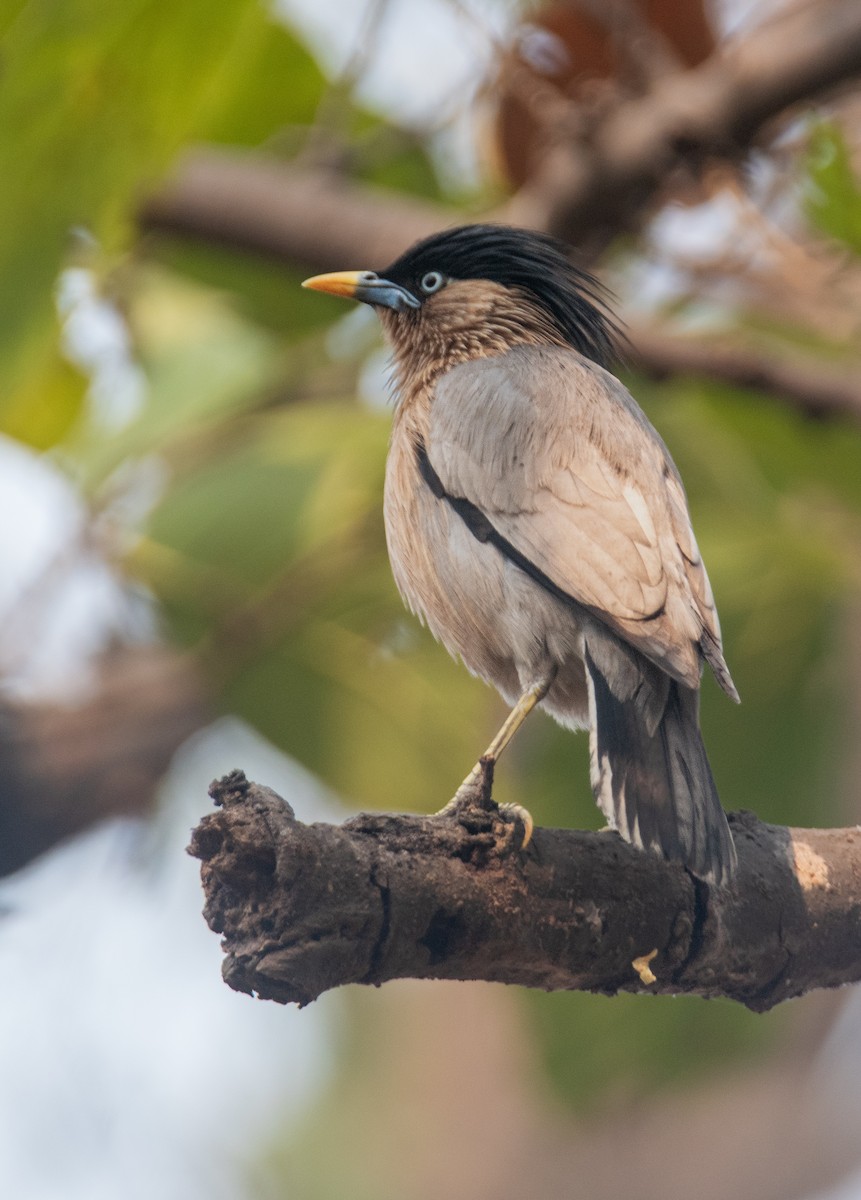 Brahminy Starling - ML617348322