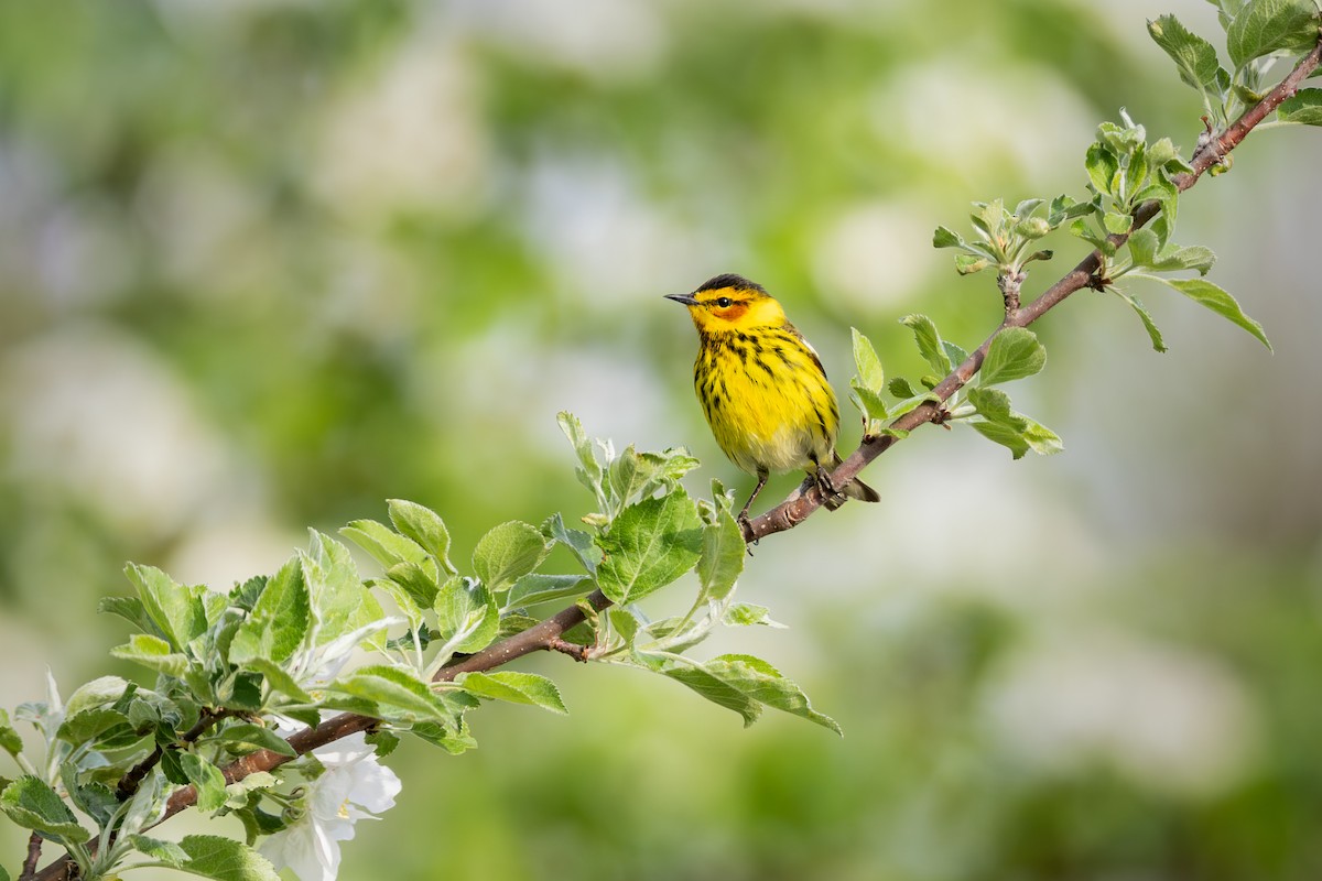 Cape May Warbler - ML617348332