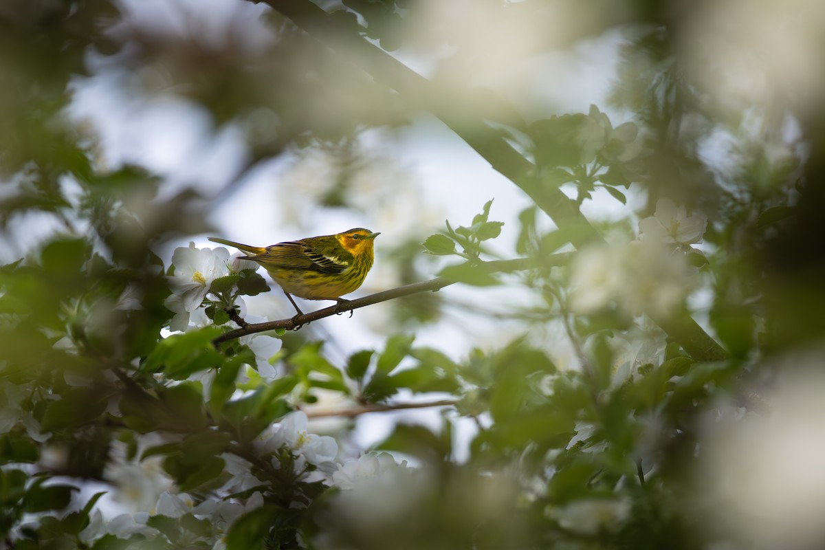 Cape May Warbler - ML617348333