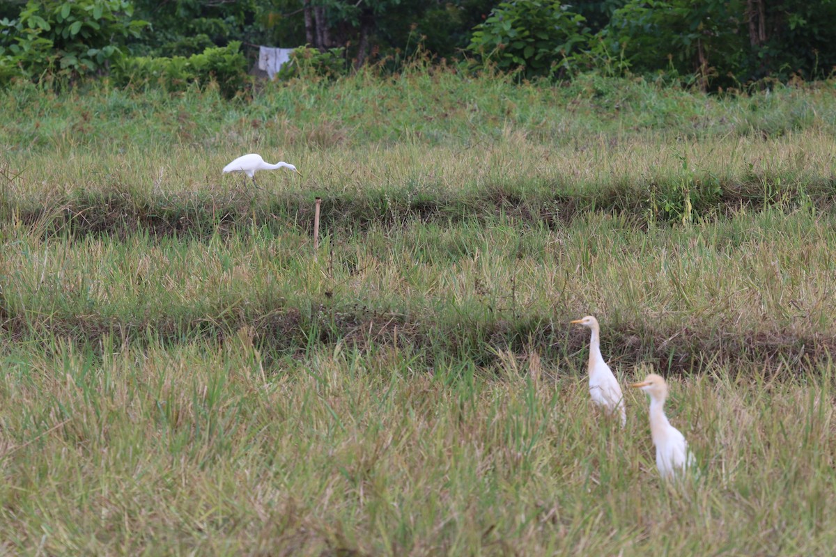 Medium Egret - ML617348368