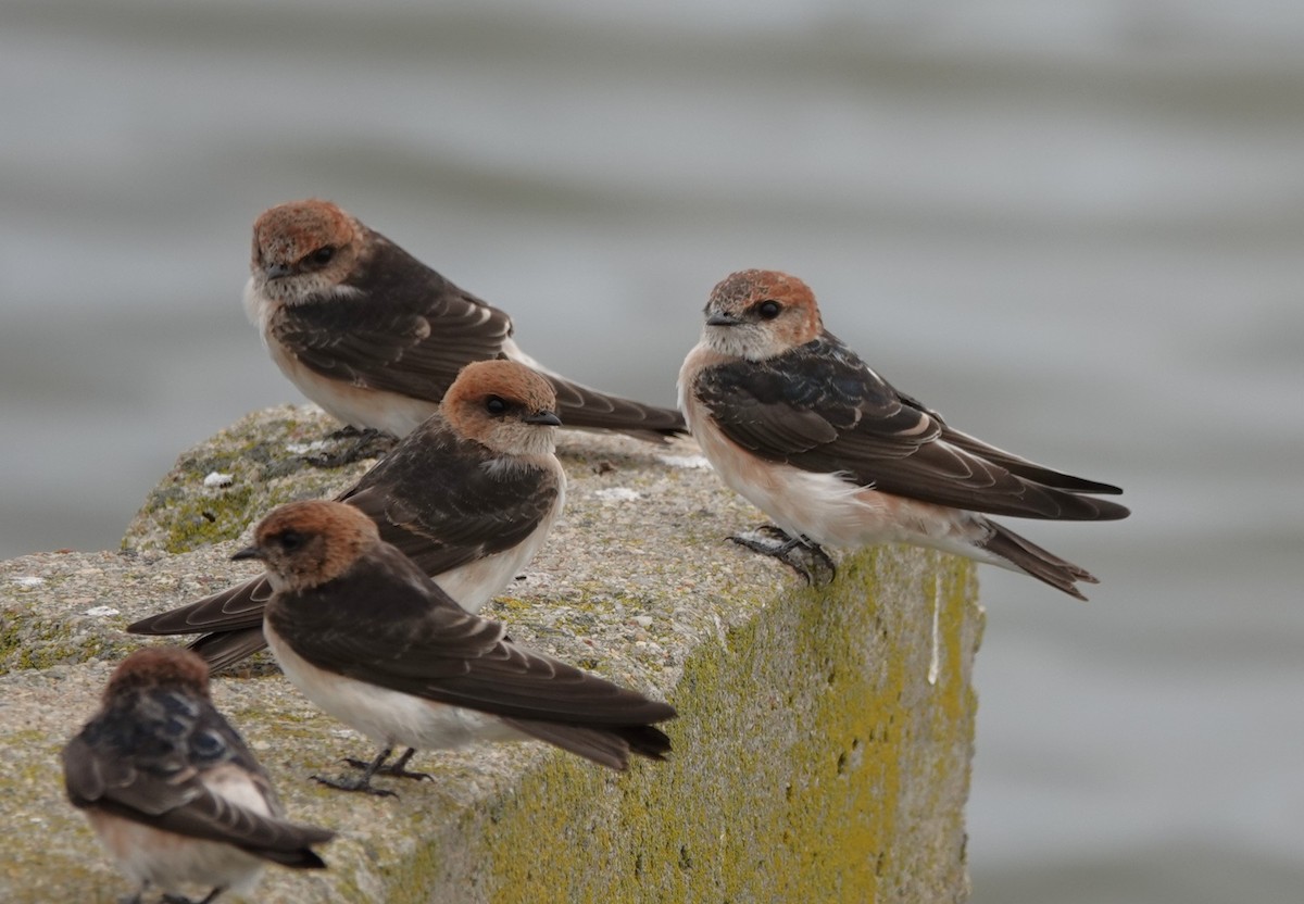 Fairy Martin - Firetail Birdwatching  Tours