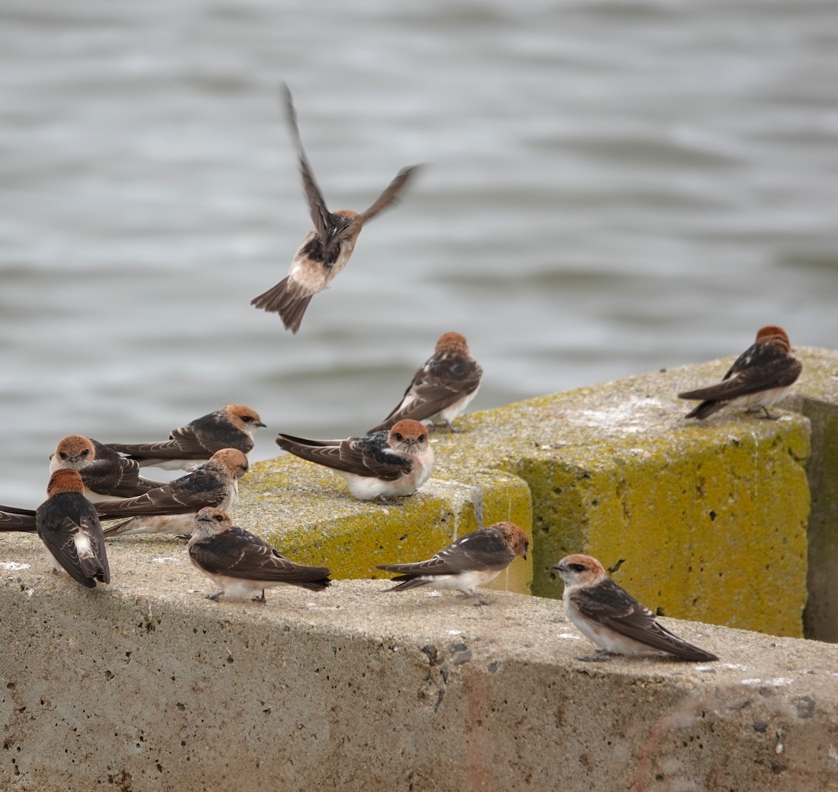 Fairy Martin - Firetail Birdwatching  Tours