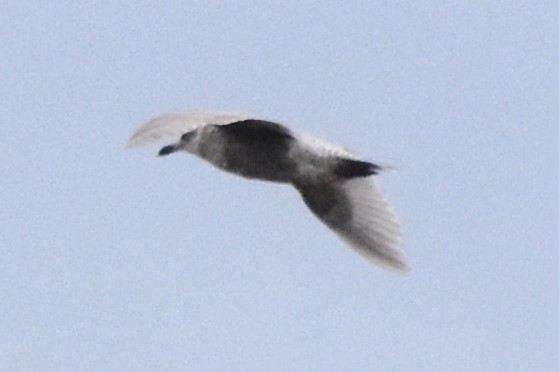 Glaucous-winged Gull - ML617348414