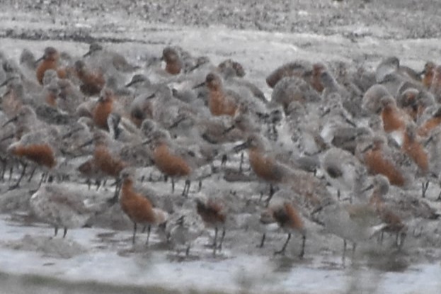 Red Knot - ML617348419