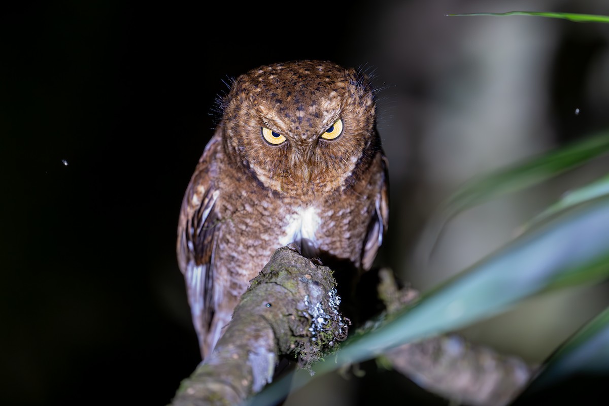 Mountain Scops-Owl - Aditya Rao