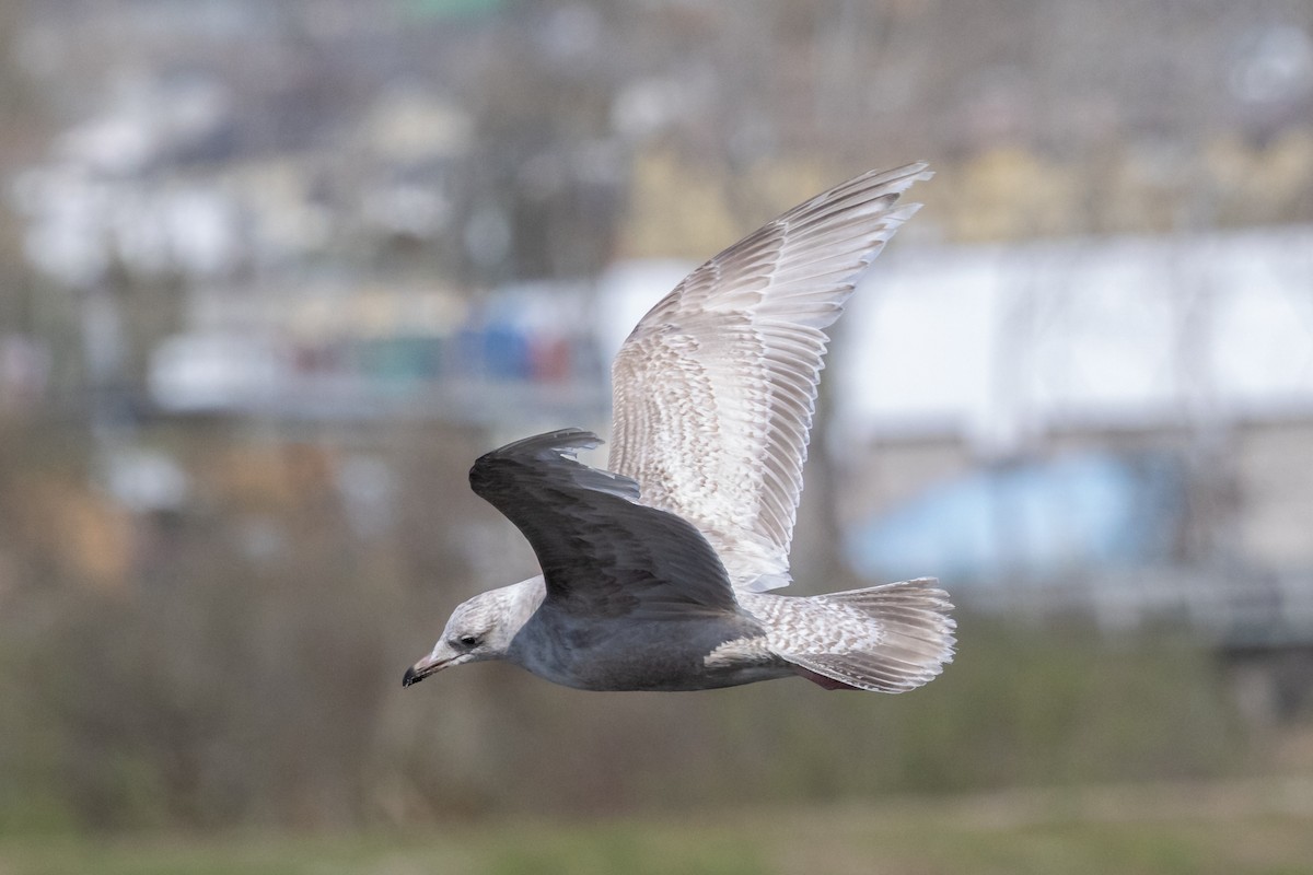 Gaviota Groenlandesa (thayeri) - ML617348498