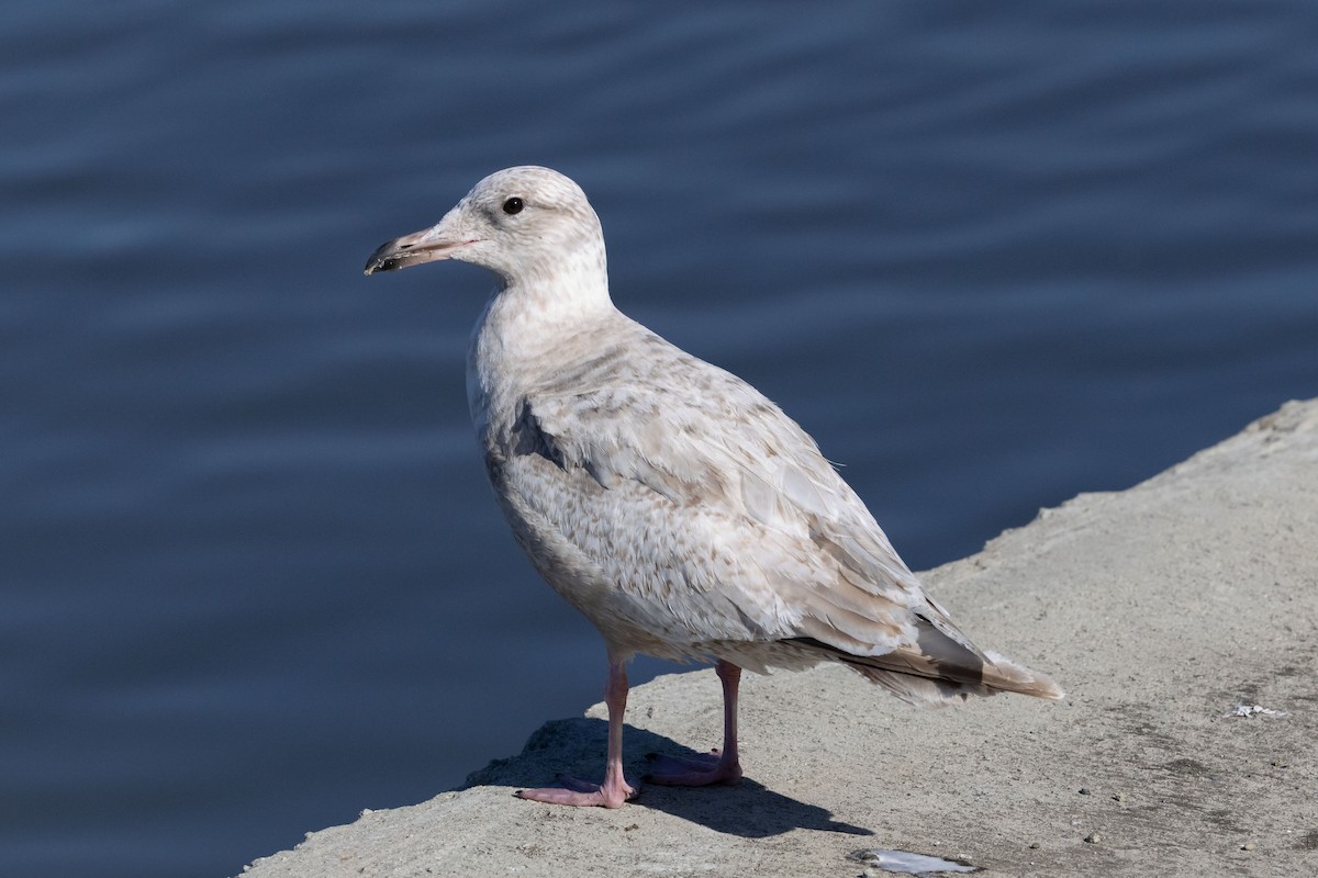 Gaviota Groenlandesa (thayeri) - ML617348499