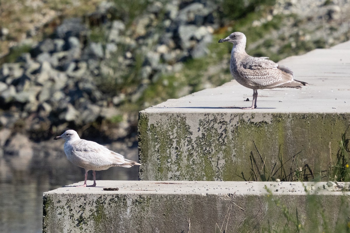 Iceland Gull (Thayer's) - Nigel Jackett