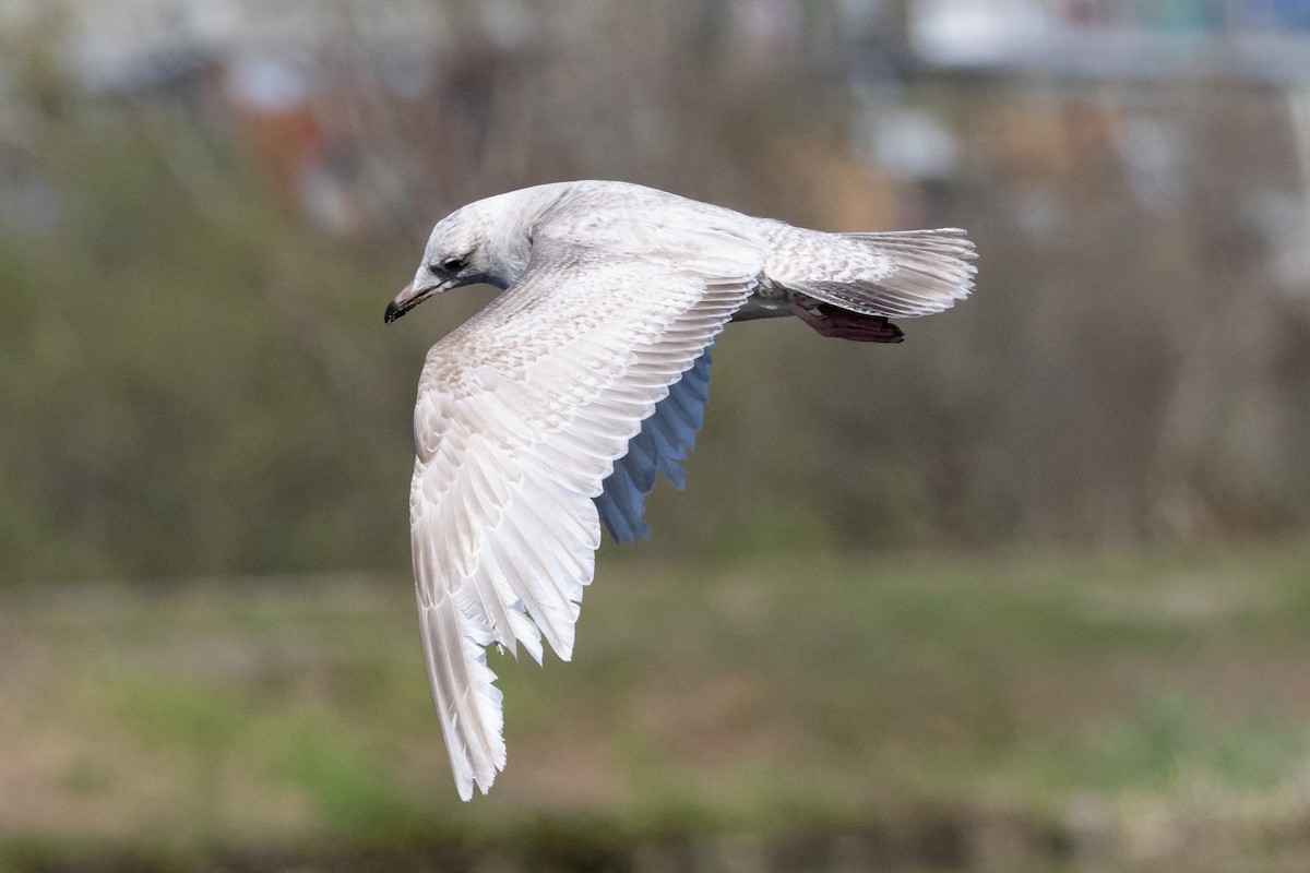 Gaviota Groenlandesa (thayeri) - ML617348501