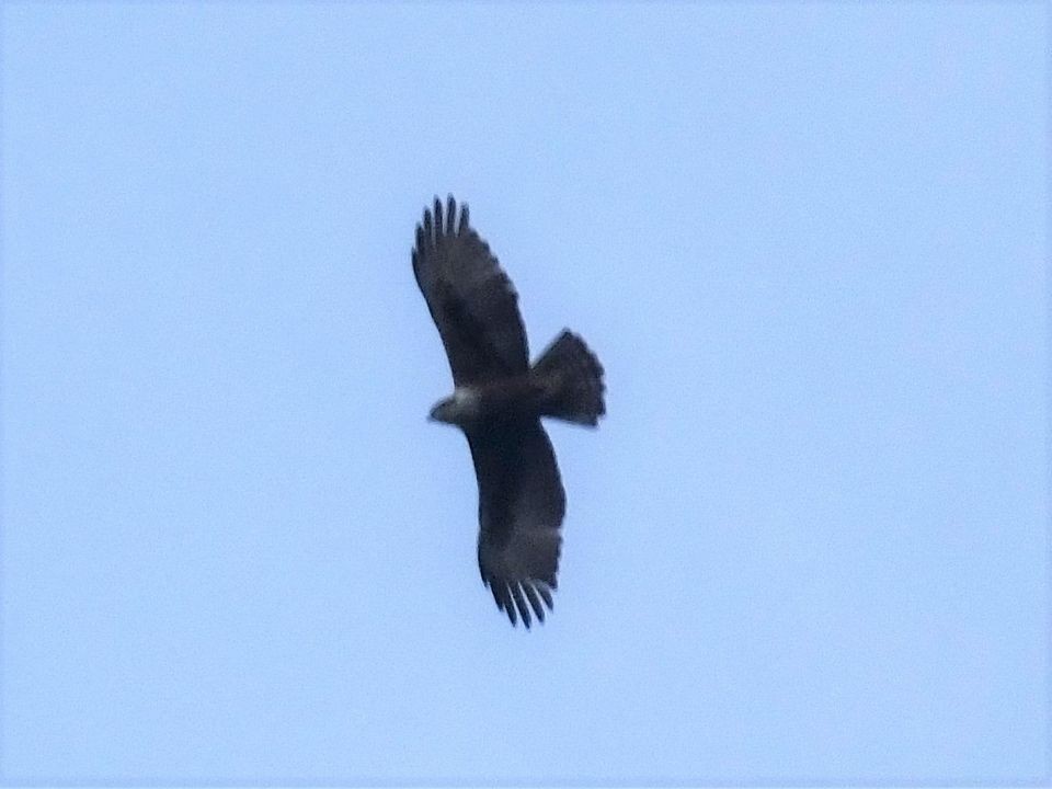 Rufous-bellied Eagle - Christopher Luppi