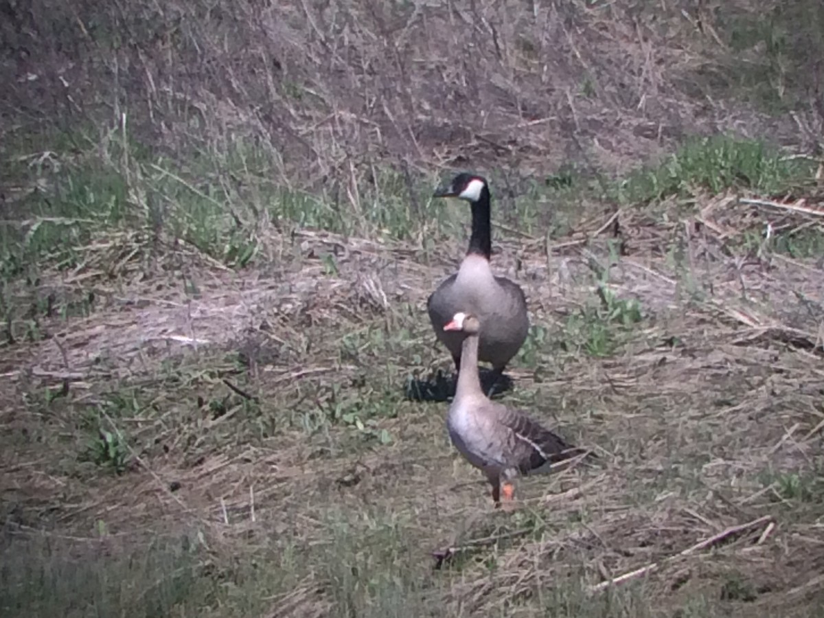 Greater White-fronted Goose - ML617348515