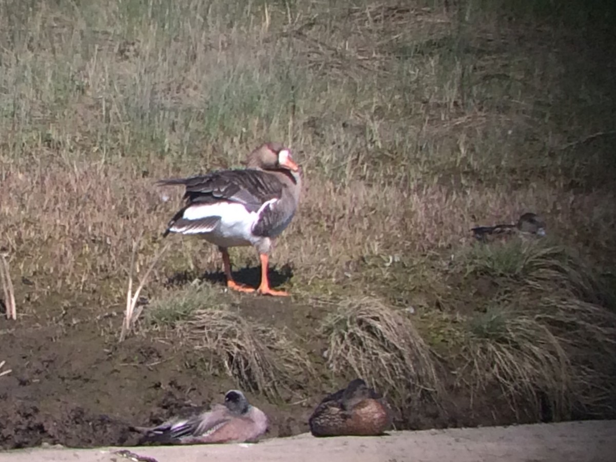 Greater White-fronted Goose - Nigel Jackett