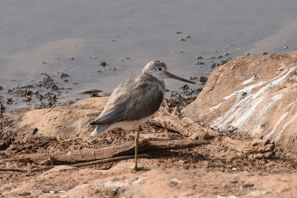 Үхэр хөгчүү - ML617348525