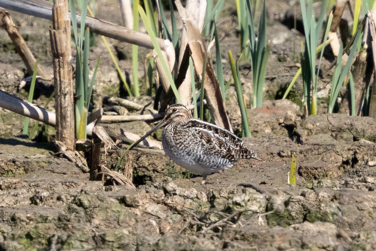 Wilson's Snipe - ML617348527