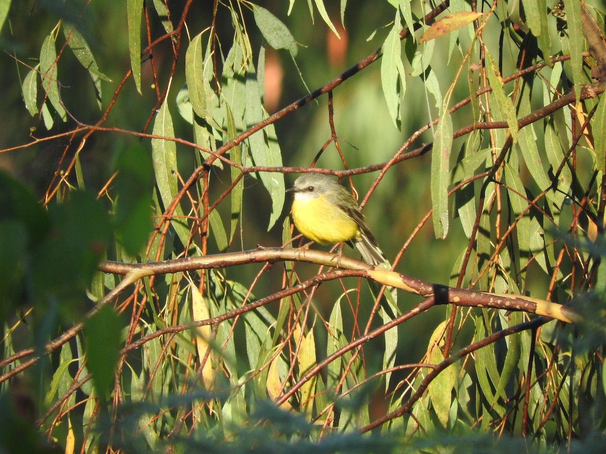 Eastern Yellow Robin - Archer Callaway