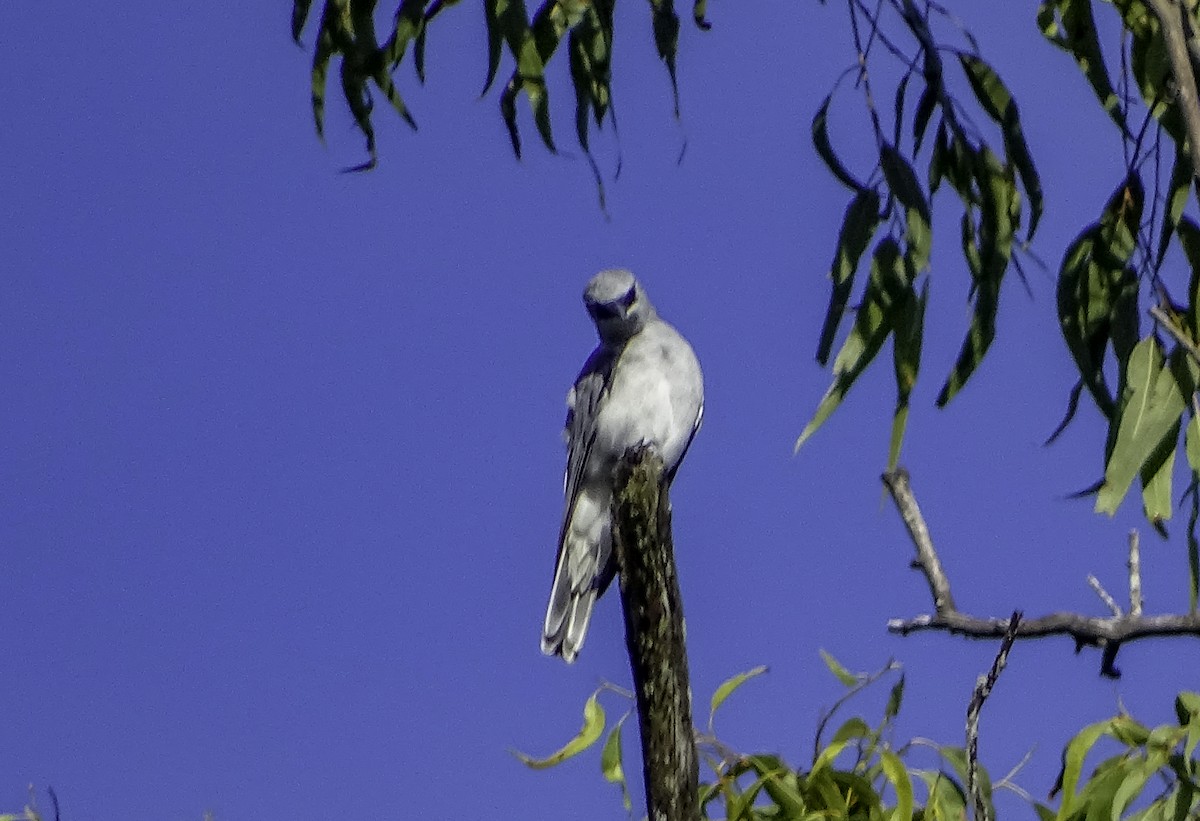 White-bellied Cuckooshrike - ML617348587