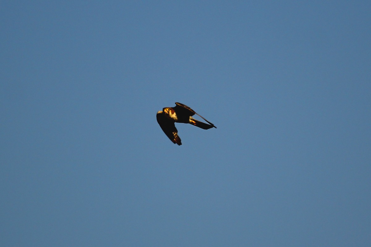 Red-necked Falcon - ML617348603