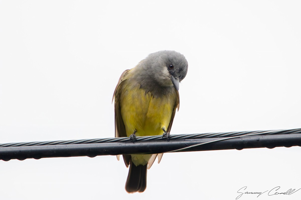 Cassin's Kingbird - Sammy Cowell